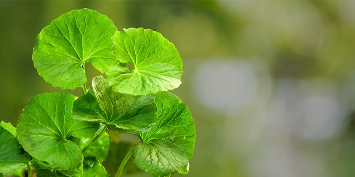 Centella asiatica o que e origem nome popular
